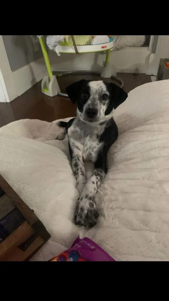 Fletcher thumbnail 3