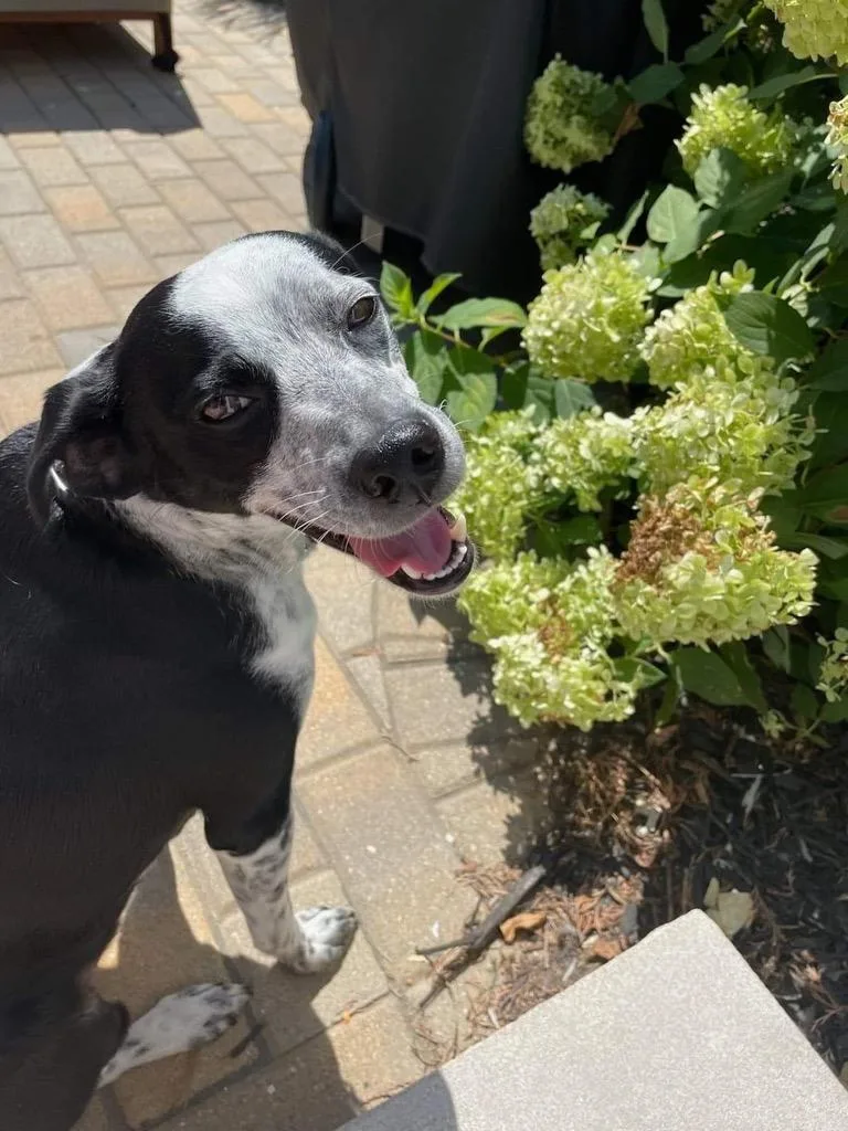 Fletcher thumbnail 4