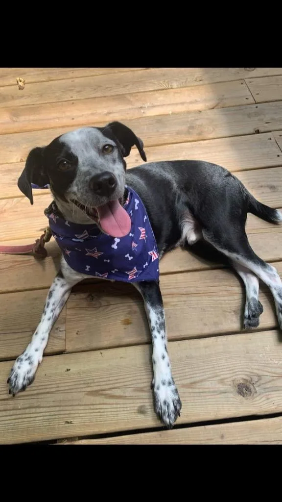 Fletcher thumbnail 5