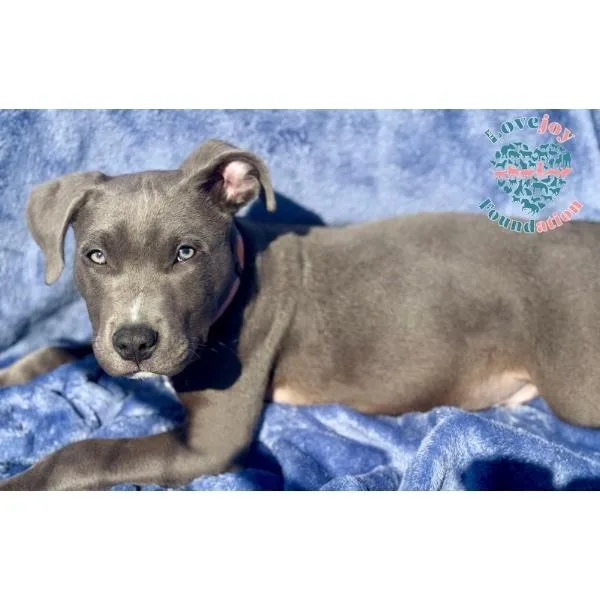 A baby medium-sized male Gray / Blue / Silver Weimaraner dog named Smokey for adoption in Inglewood, CA
