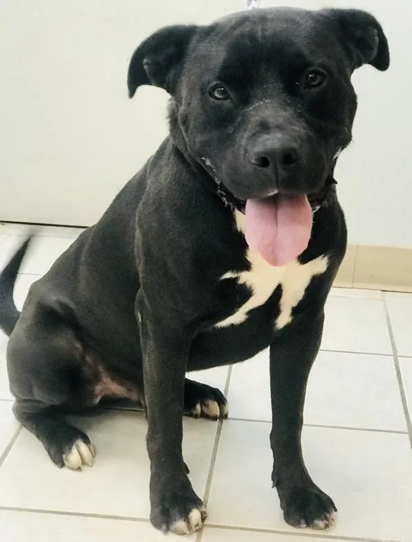 An adult large-sized male Pit Bull Terrier dog named Buddy for adoption in Osage Beach, MO