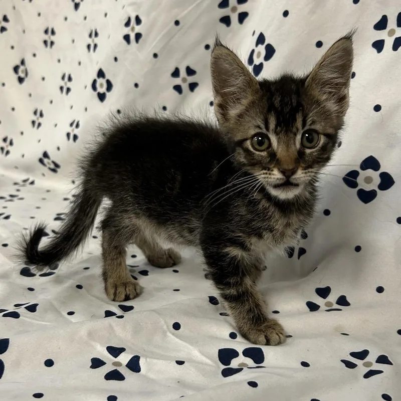 A baby small-sized male Brown / Chocolate Domestic Short Hair cat named Blackberry for adoption in Coos Bay, OR