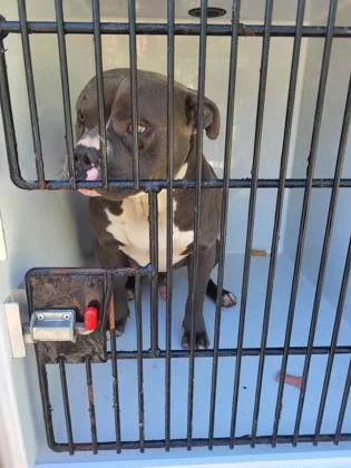 An adult medium-sized male Pit Bull Terrier dog named Boss for adoption in Atlanta, GA