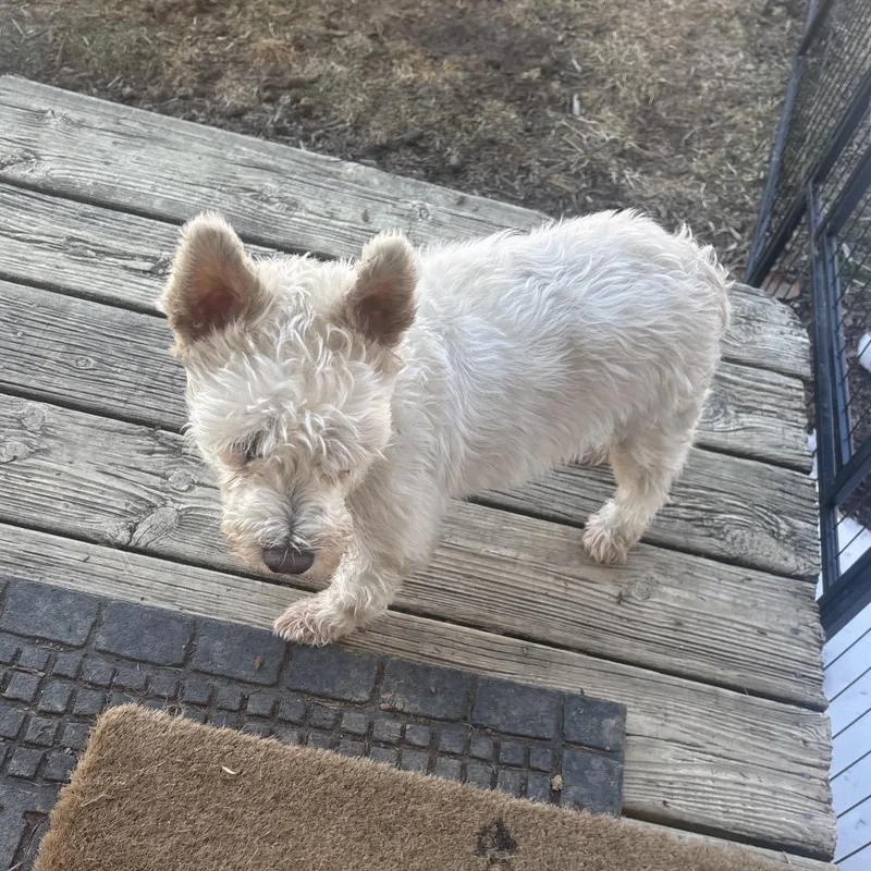 A senior small-sized female White / Cream Schnauzer dog named Annie for adoption in Harrisonburg, VA