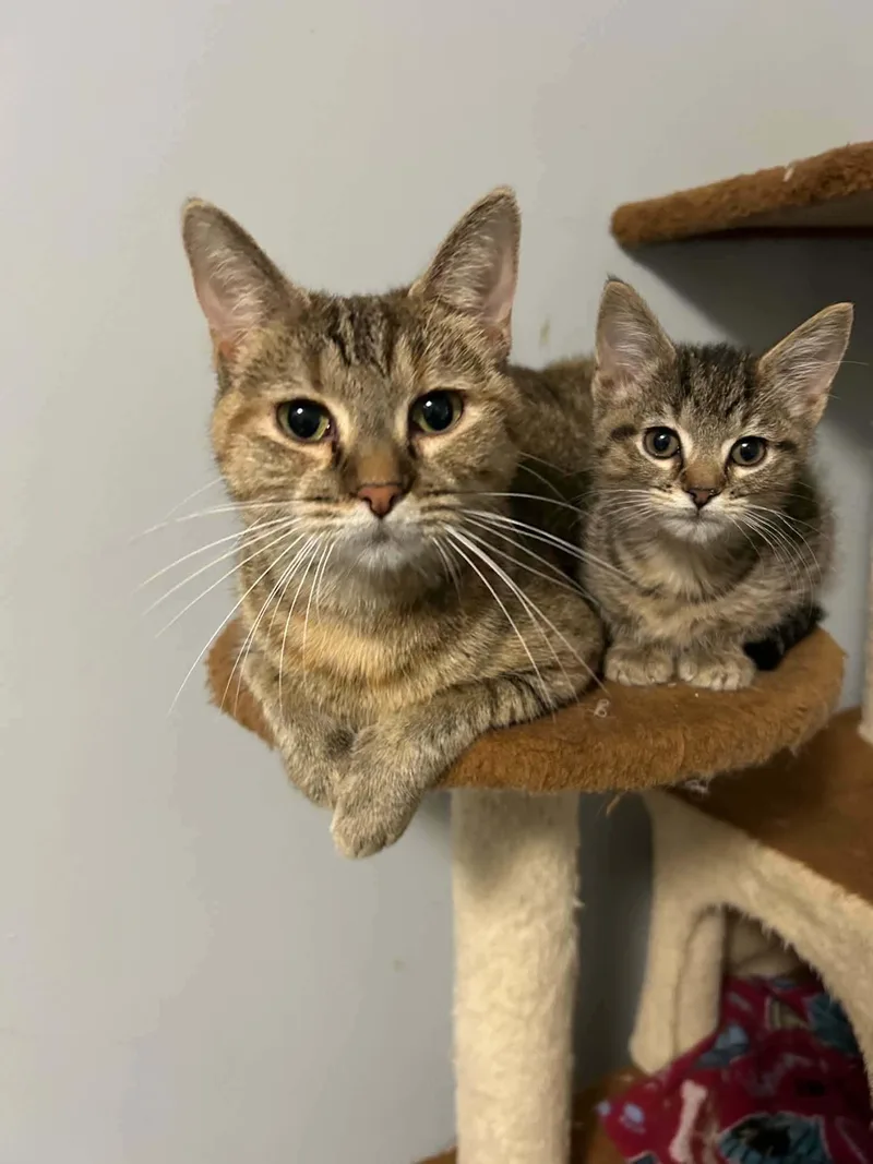A baby medium-sized female Domestic Short Hair cat named Birdie for adoption in Detroit Lakes, MN
