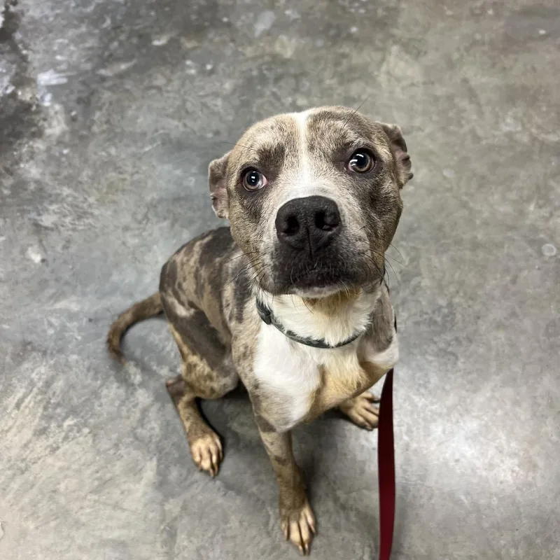 An adult medium-sized male Brown / Chocolate Catahoula Leopard Dog dog named The Boulder for adoption in Ottawa, KS