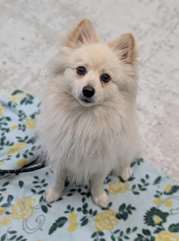 An adult medium-sized male Pomeranian dog named Ozzy for adoption in Salt Lake City, UT