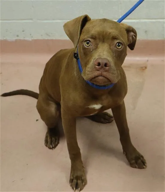 A young medium-sized female Mixed Breed dog named Spa for adoption in Columbia, SC