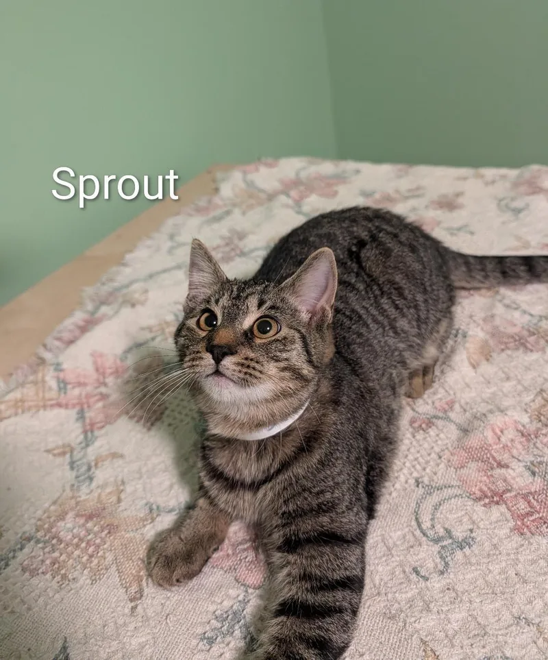 A baby medium-sized male Tabby (Gray / Blue / Silver) Domestic Short Hair cat named Sprout for adoption in Spring Brook, NY