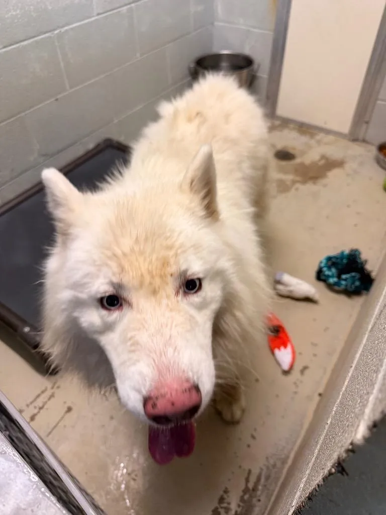 An adult large-sized male Samoyed dog named Denali for adoption in Camden, TN