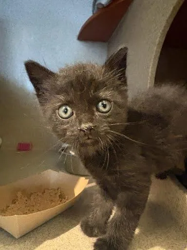 Salem thumbnail 2