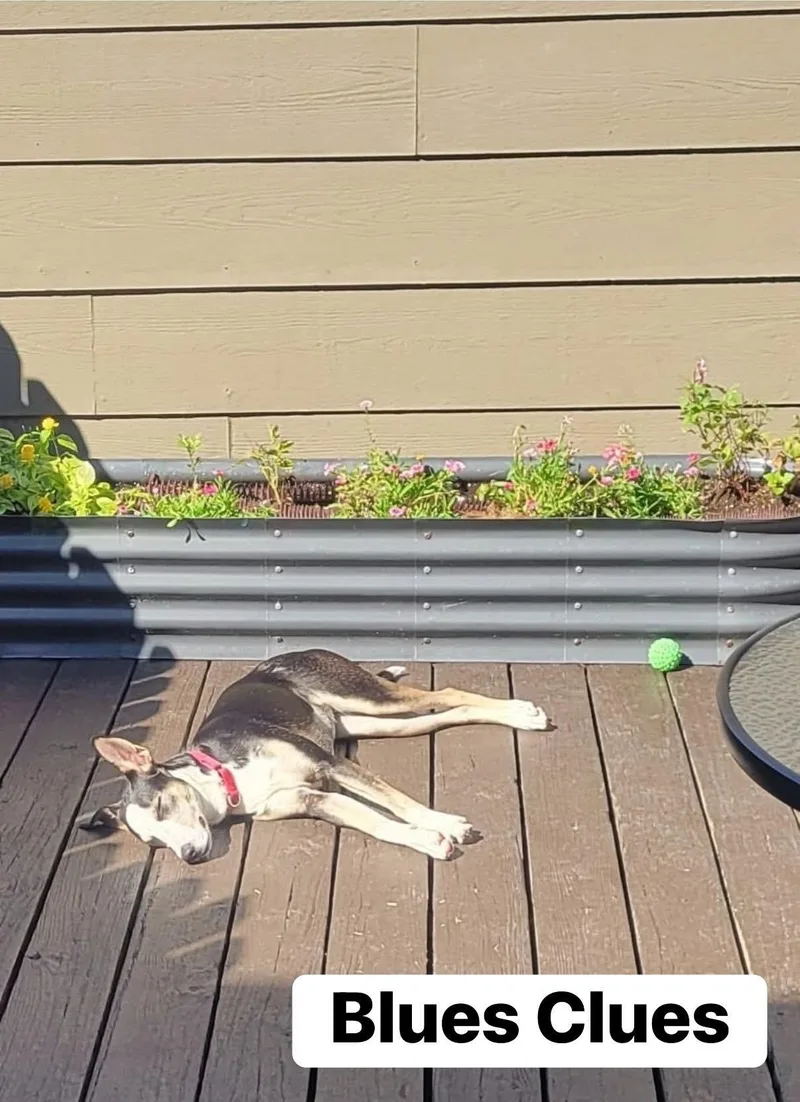 Blues Clues thumbnail 2