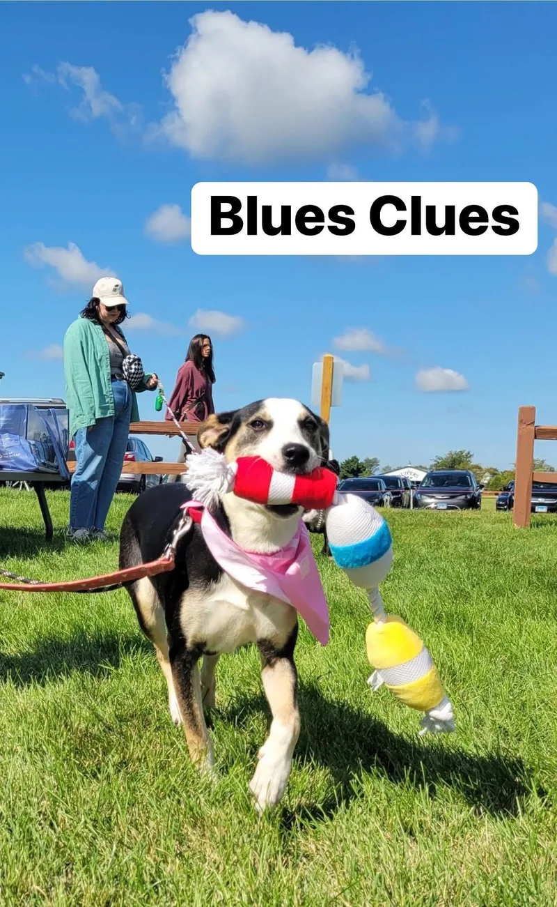 Blues Clues thumbnail 3