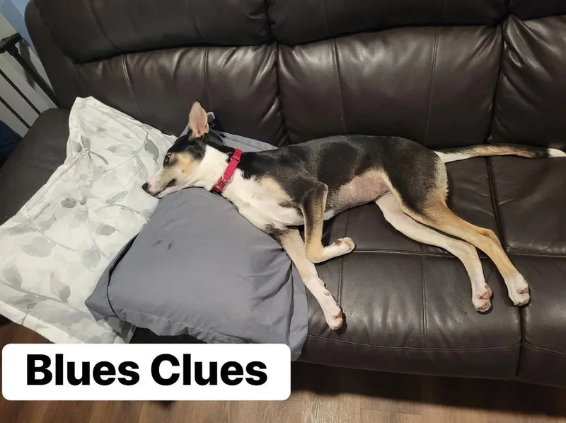 Blues Clues thumbnail 4