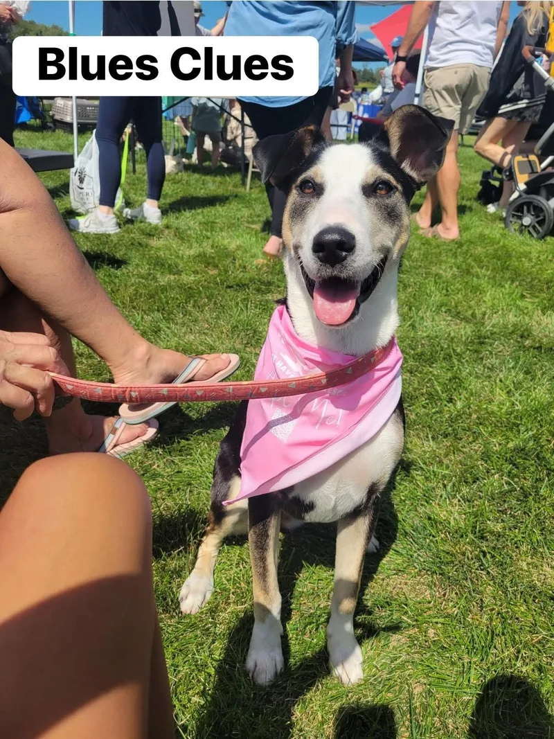 Blues Clues thumbnail 6