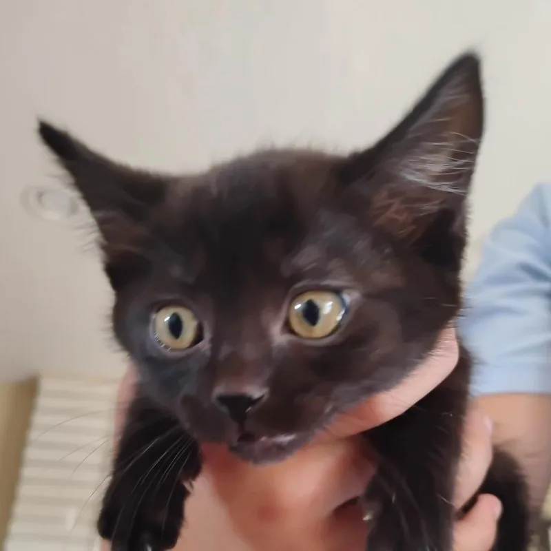 A baby small-sized female Black Domestic Short Hair cat named Twinkie for adoption in Grantsville, UT