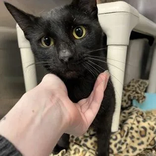 An adult medium-sized male Black Domestic Short Hair cat named Harvey for adoption in Ashtabula, OH