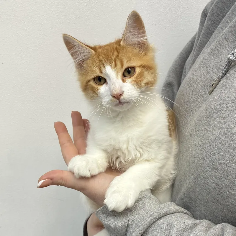 A baby medium-sized male Tabby (Orange / Red) Oriental Tabby cat named Flash for adoption in Henderson, NV