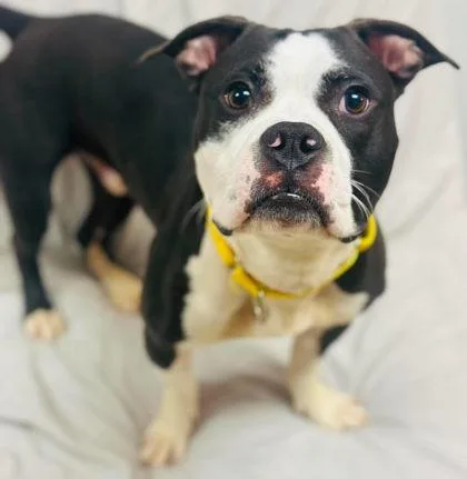 An adult medium-sized male Mixed Breed dog named Warlock Titan for adoption in West Chester, PA
