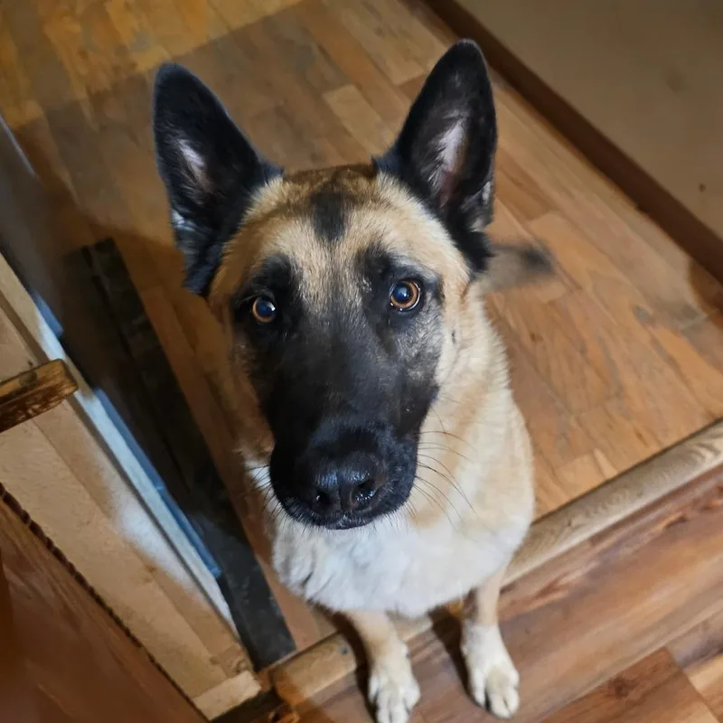 An adult medium-sized male White / Cream Belgian Shepherd / Malinois dog named Otto for adoption in mount vernon, AR