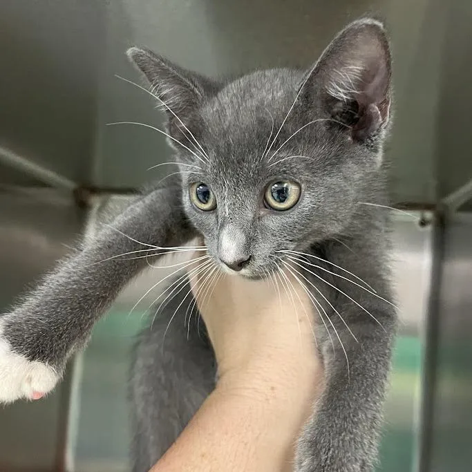A baby small-sized male Domestic Short Hair cat named Trick for adoption in Port Charlotte, FL