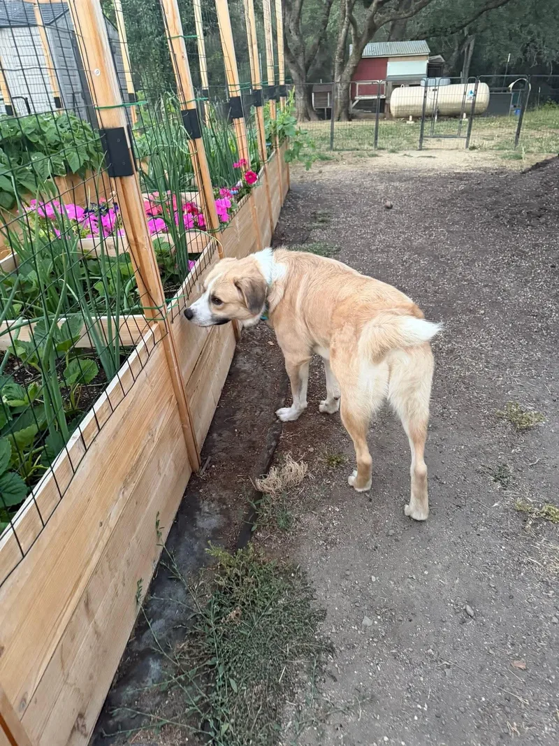 Eukanuba