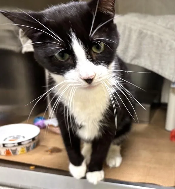 A young medium-sized male Domestic Short Hair cat named Wellington for adoption in Boston, MA