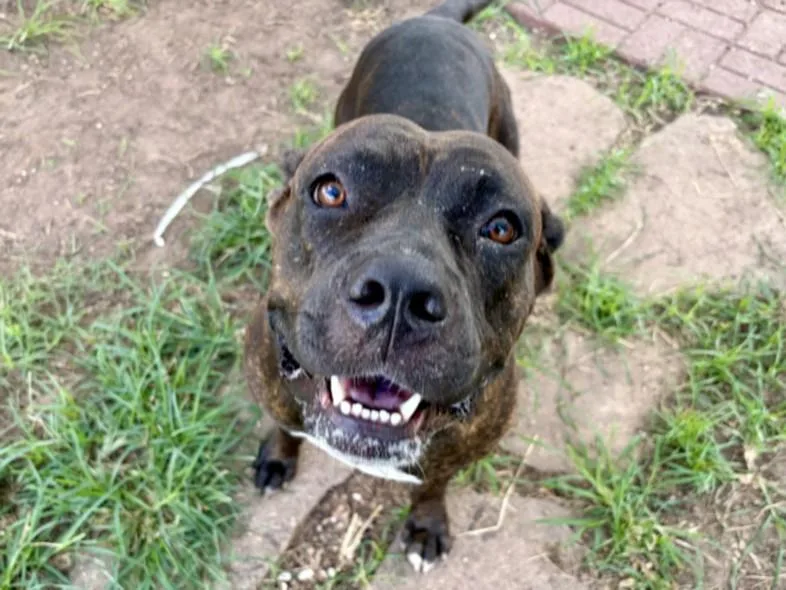 A young large-sized female Staffordshire Bull Terrier dog named Melly for adoption in Houston, TX