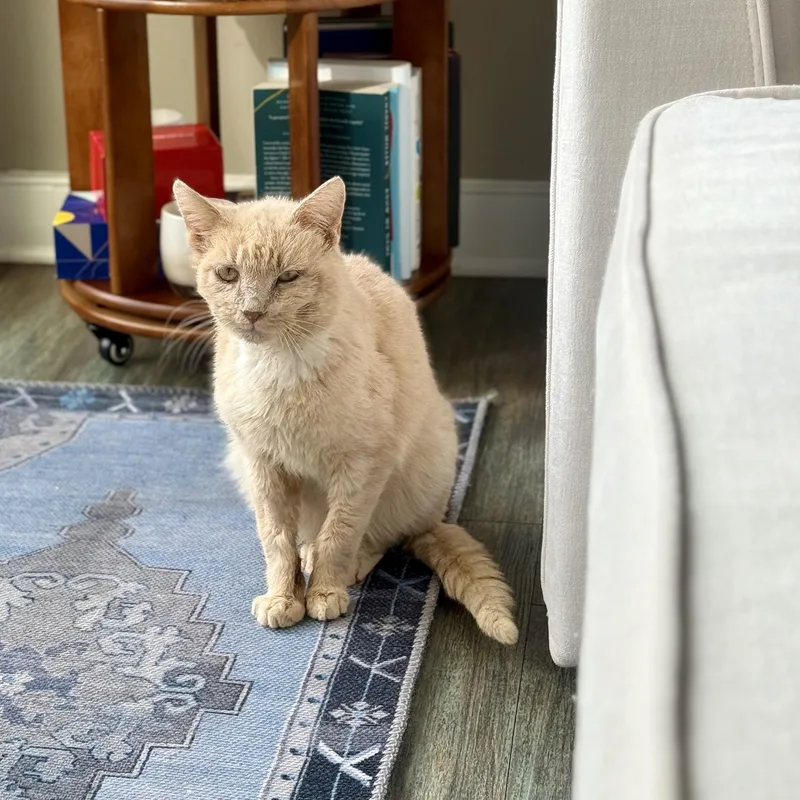 Harry Potter thumbnail 4