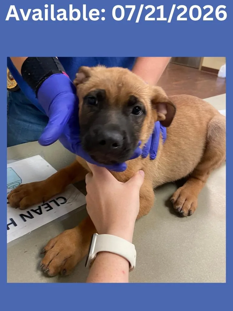 A baby large-sized male Bullmastiff dog named Dog Kennel for adoption in Greenville, TX