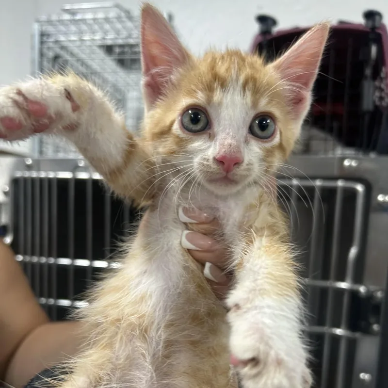 A baby small-sized male Orange / Red Domestic Short Hair cat named Aang for adoption in Newark, NJ