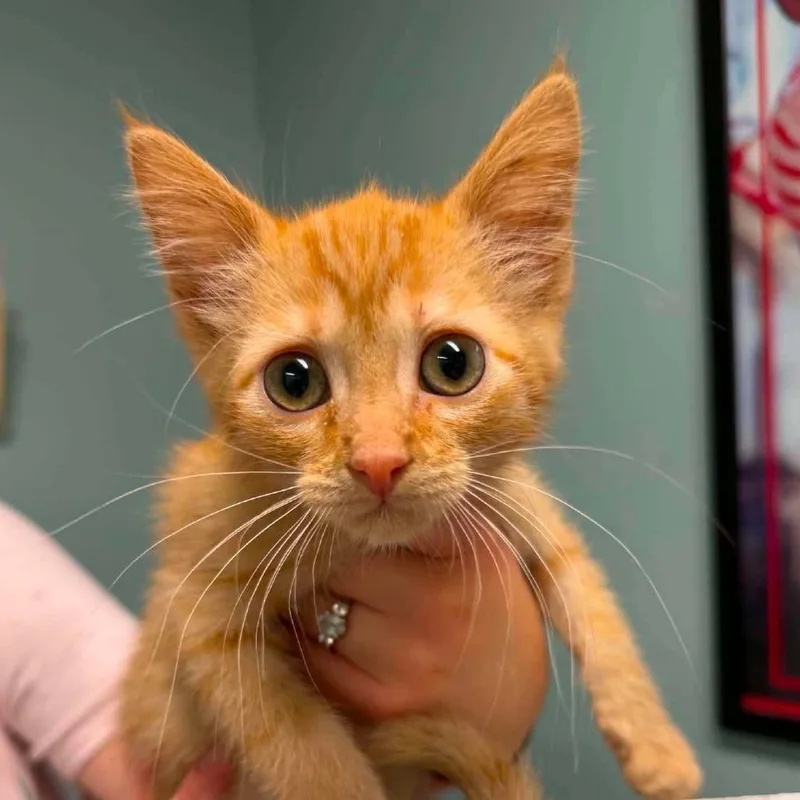A baby small-sized male Orange / Red Domestic Short Hair cat named Cooper for adoption in Edwardsville, IL