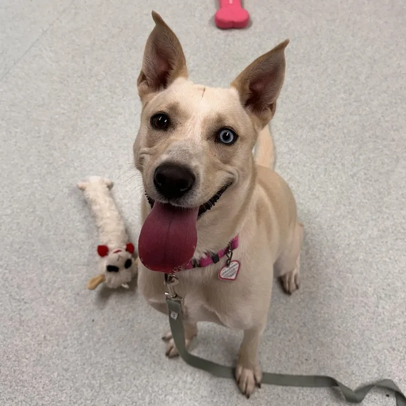 An adult medium-sized female Apricot / Beige Labrador Retriever dog named Daisy for adoption in Springfield, MA