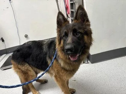 A young large-sized female German Shepherd Dog dog named Busa for adoption in Oakland, CA