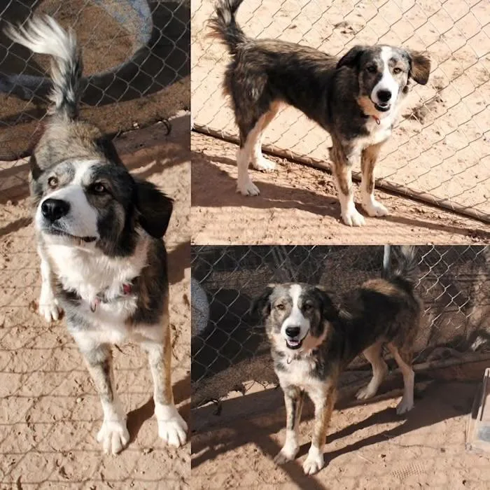 An adult medium-sized female Xoloitzcuintli / Mexican Hairless dog named Cindy for adoption in Casa Grande, AZ