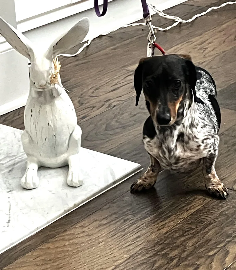 Rudy In Nc thumbnail 4