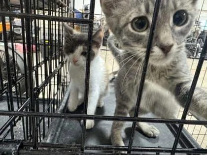 A young small-sized male Domestic Short Hair cat named Dos for adoption in Beatrice, NE