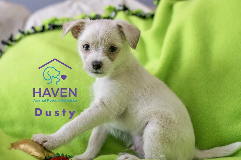 A baby small-sized male Maltese dog named Dusty for adoption in Omaha, NE