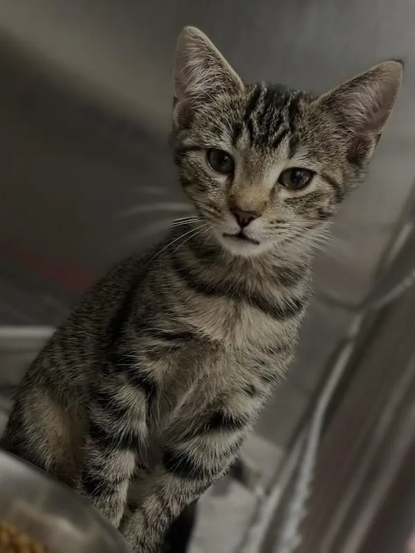 A baby small-sized female Domestic Short Hair cat named Sky for adoption in Roanoke, VA