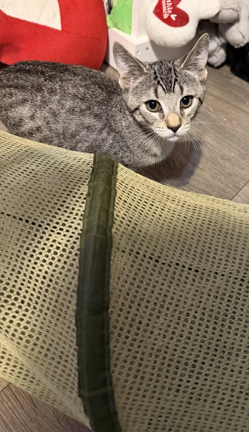 A baby medium-sized male Domestic Short Hair cat named Chevy for adoption in Stewartsville, NJ