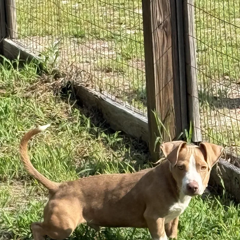 A baby small-sized male Dachshund dog named Goose for adoption in Carmel, NY