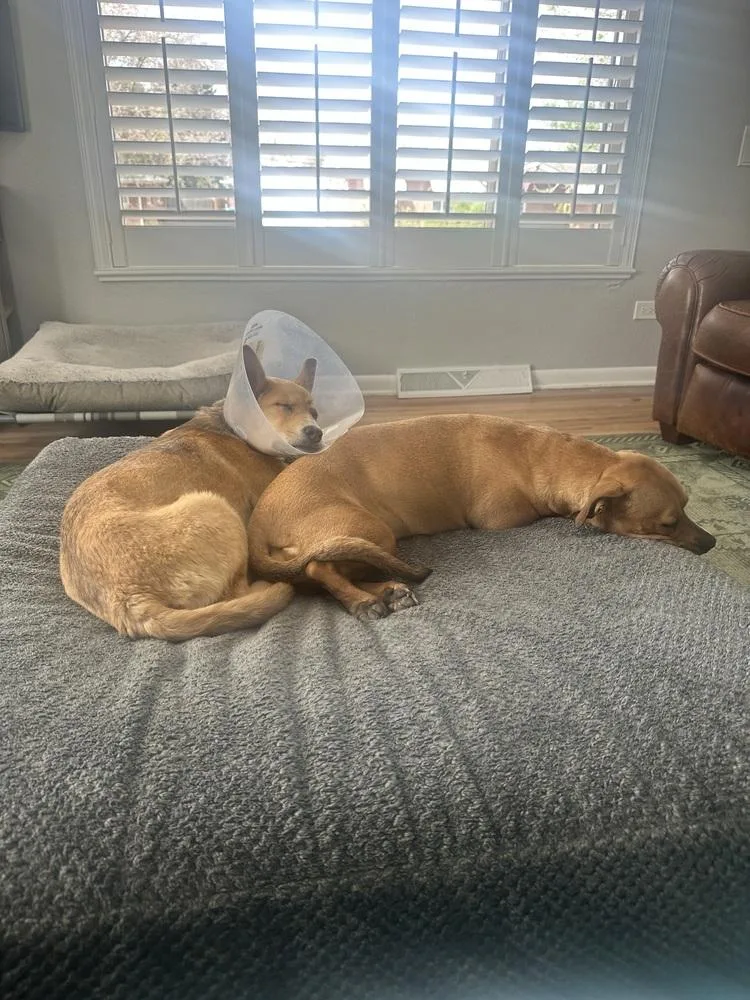 A baby medium-sized female Brown / Chocolate Labrador Retriever dog named Dorothy for adoption in Littleton, CO