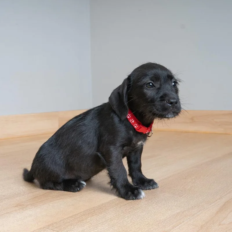 A baby small-sized female Black Dachshund dog named Onion D for adoption in Minnetonka, MN