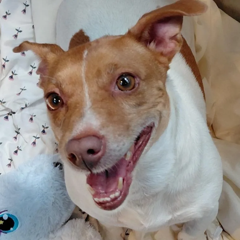 An adult small-sized female White / Cream Jack Russell Terrier dog named Rosie Heart for adoption in Philadelphia, PA