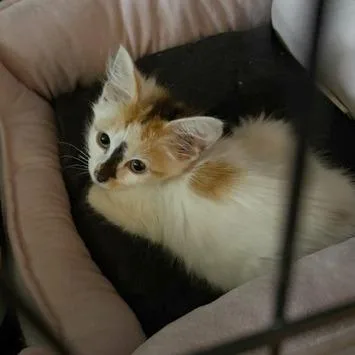 A baby small-sized female Calico Domestic Medium Hair cat named Seraphina for adoption in Medina, OH