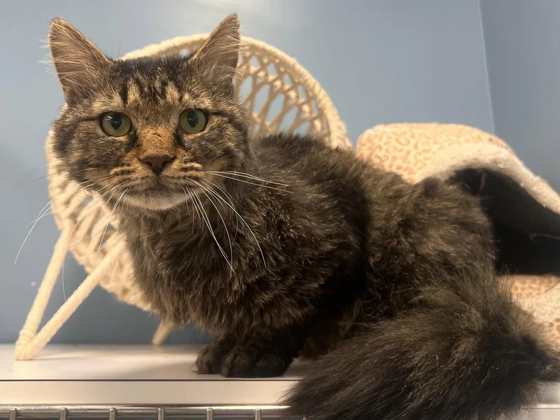 An adult medium-sized male Tabby cat named Dabney for adoption in Georgetown, KY