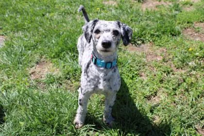 An adult medium-sized male Poodle dog named Jefferson for adoption in Kansas City, MO