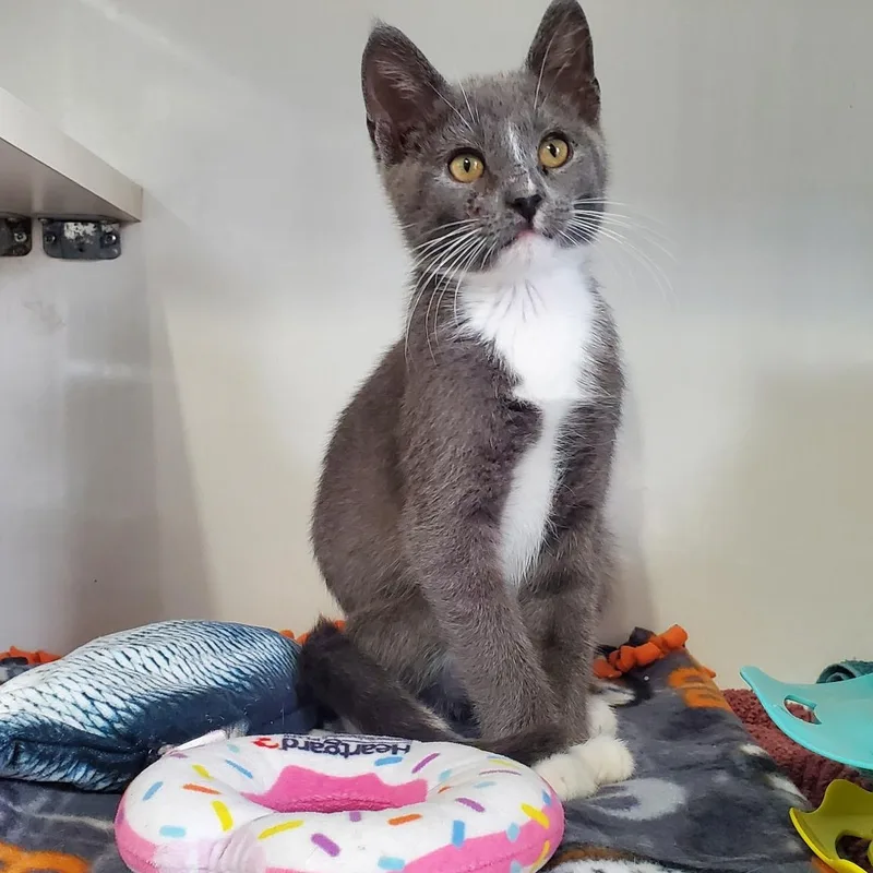A baby small-sized male Gray & White Domestic Short Hair cat named Bean Purrito for adoption in Hutchinson, MN