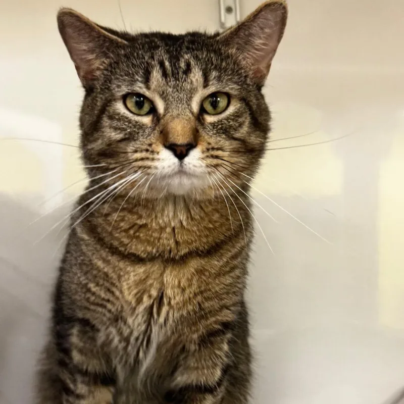 An adult medium-sized male Brown / Chocolate Domestic Short Hair cat named Pierre for adoption in Wheeling, IL