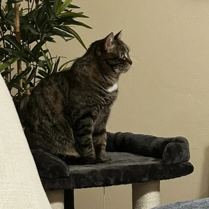 An adult small-sized female Brown / Chocolate Domestic Short Hair cat named Leia for adoption in Spanish Fork, UT